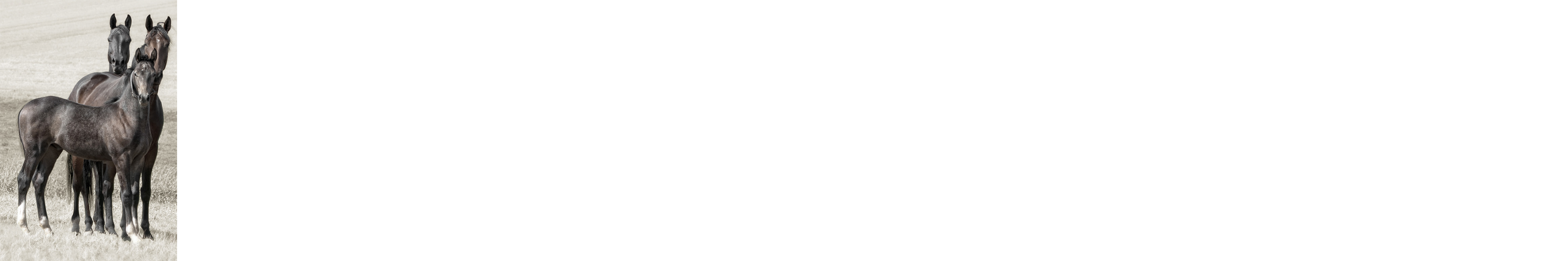 Attention Chevaux